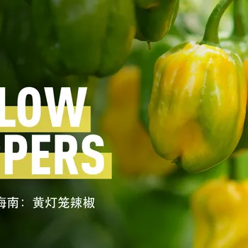 Ghost Peppers