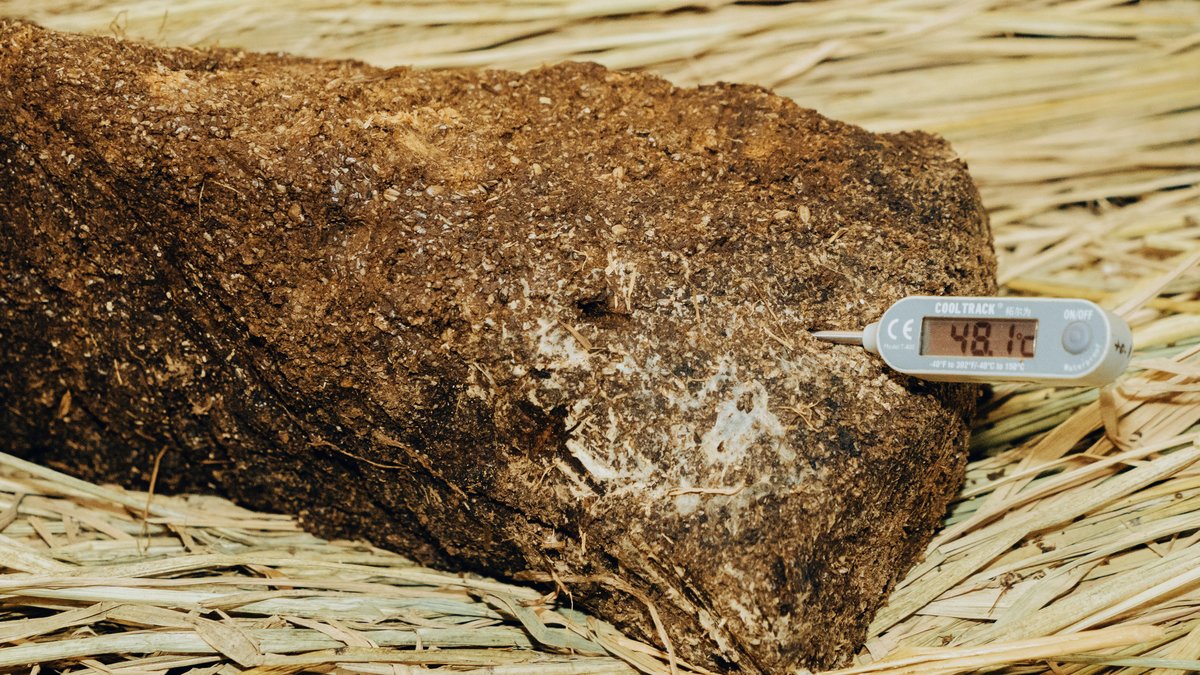 baijiu production and fermentation, high temperature working environment, Maotai baijiu producing town