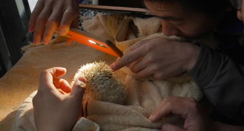Taking care of a hedgehogs is one of many tasks in protecting wildlife in China