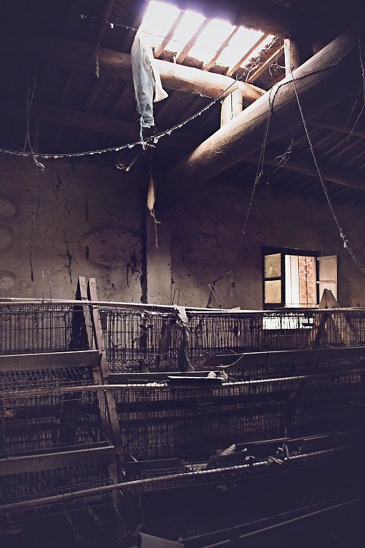 Ruins of chicken farms have become common sights in Guobai village, Liaocheng, Shandong