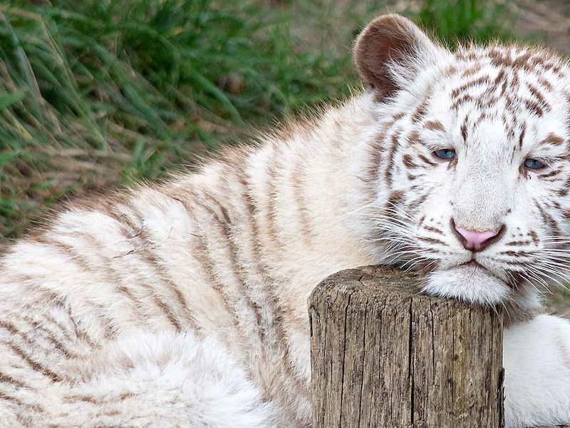animal-2072472_1280.png