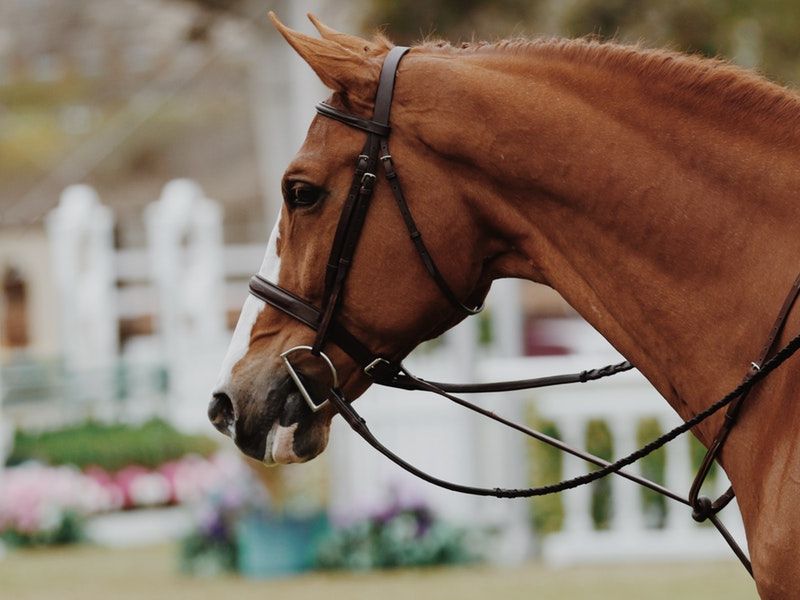animal-equestrian-equine-1125062.jpg