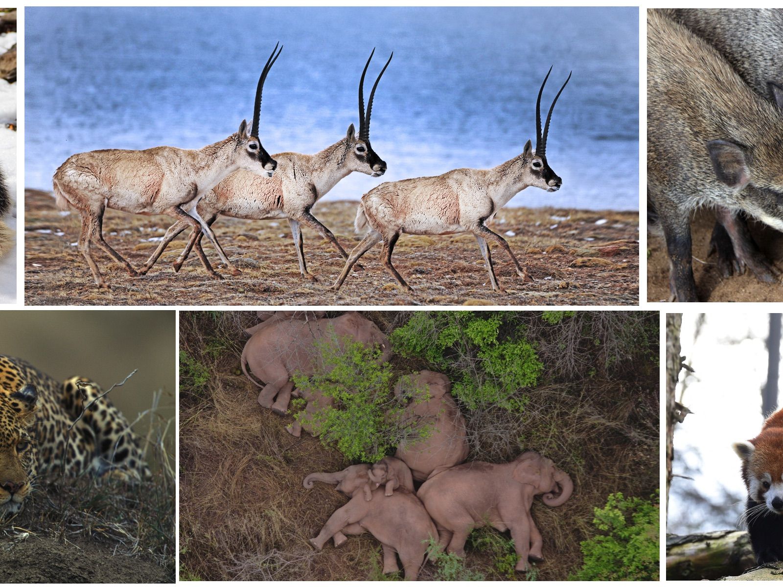 animals collage