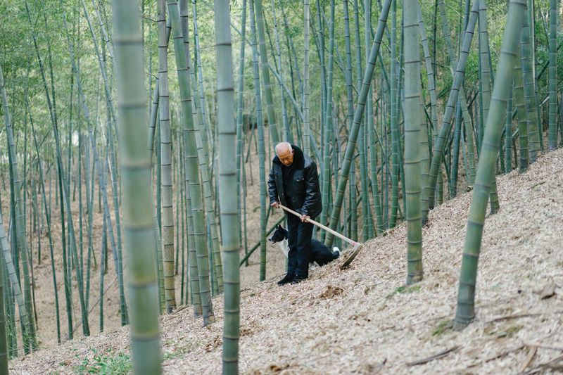 Digging for bamboo shoots along the way is also an essential part of a trip into the bamboo forest