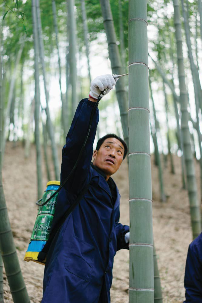 Using a special injector gun, distilled wine is put into the cavity of the bamboo; the wine-filled bamboo is then marked with paint for future harvest