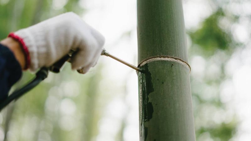 Only three joints of the bamboo should be filled with wine; any more will cause the bamboo to wither