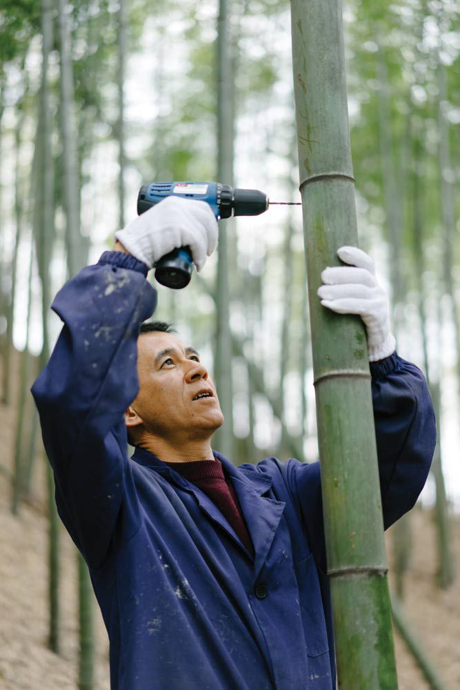 An employee drills a small hole into the bamboo, where the liquid will be inserted