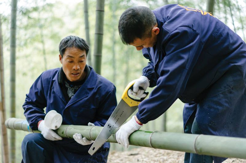 Three months later, the bamboo wine is mellowed and ready for harvest