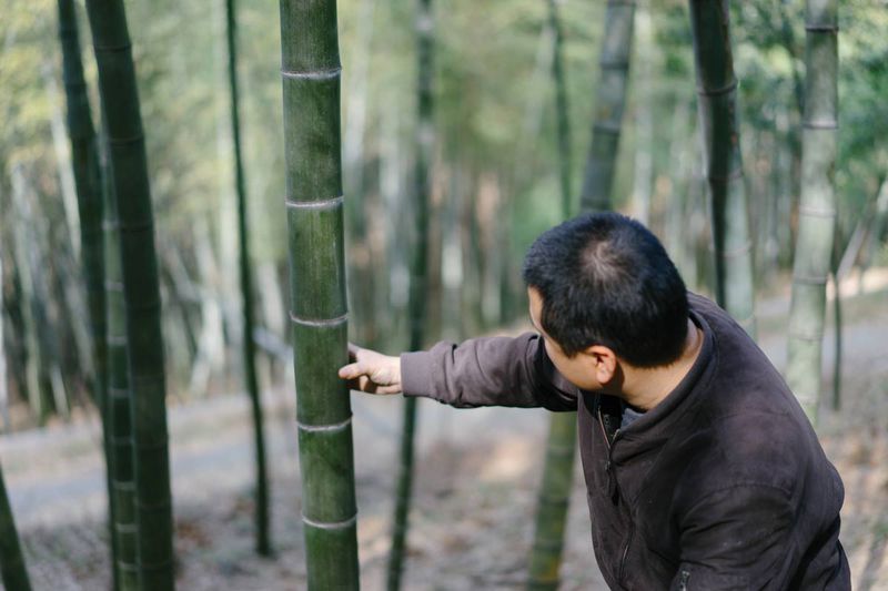 Wang Luke picks out a strong, healthy bamboo plant to store the liqour