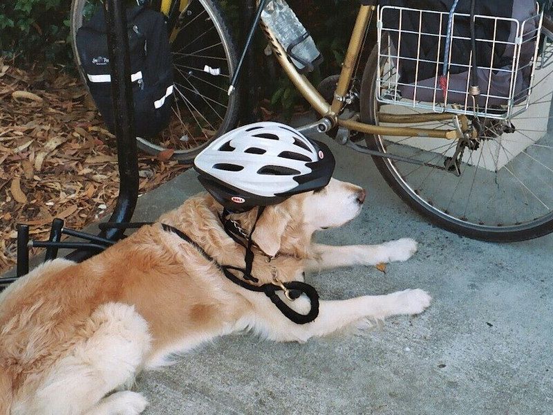 bike-dog-1200px.jpg