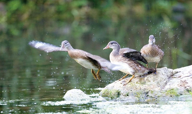 After 40 days of life, baby ducks fly for the first time