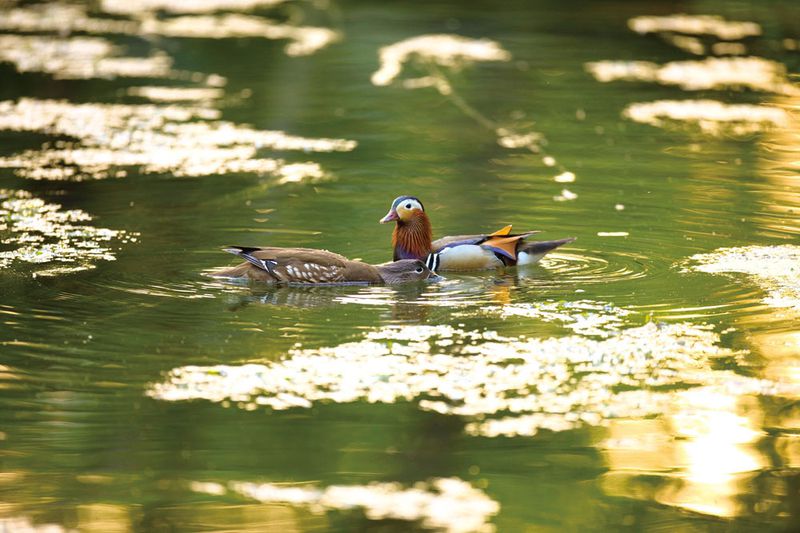 Mandarin ducks courting in spring