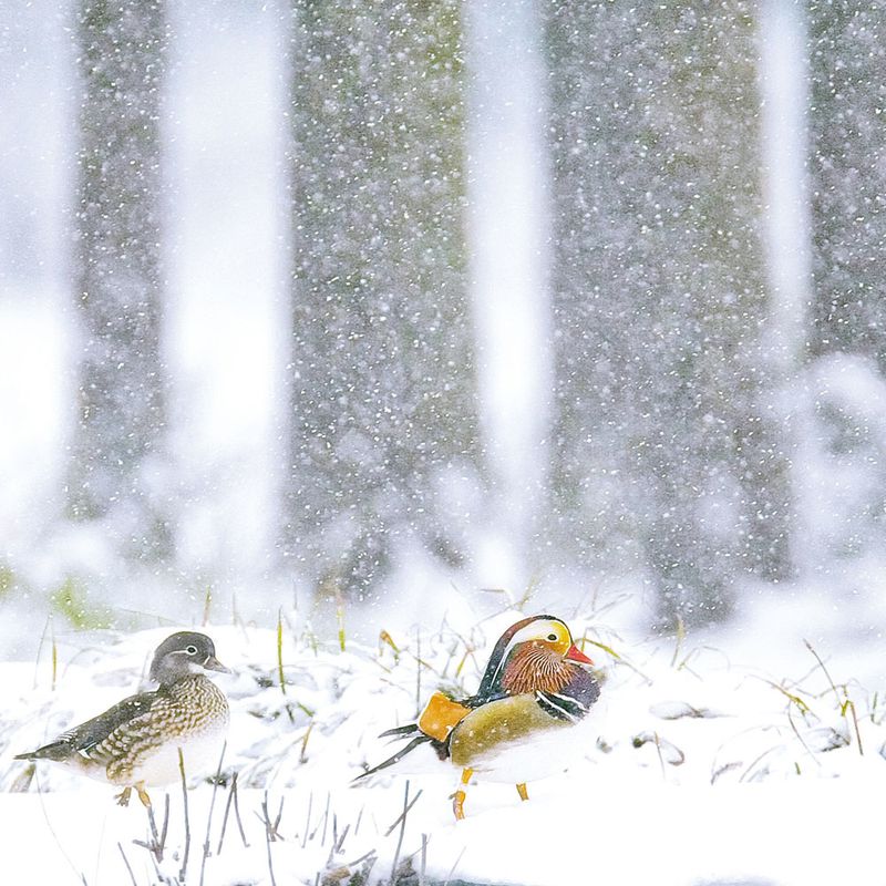 A pair of Mandarin ducks in a rare Hangzhou snow
