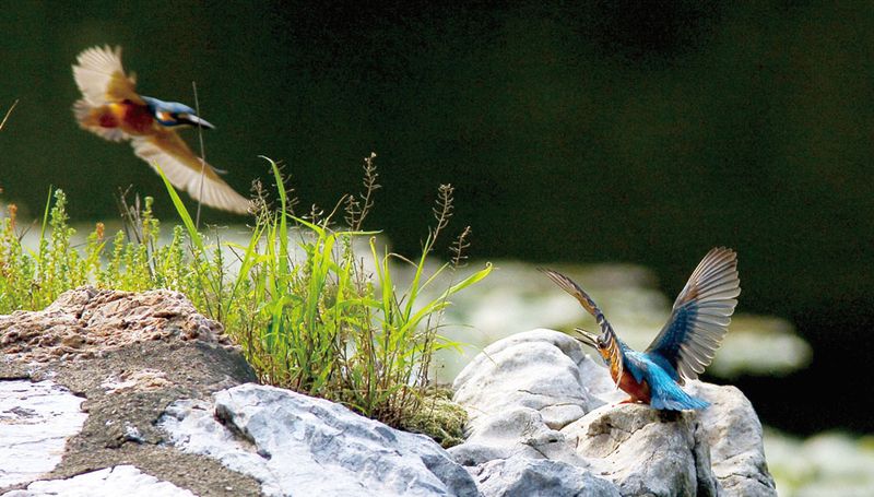 In spring, kingfishers fight for territory in the Hangzhou Botanical Garden