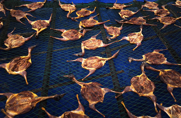 Slaughtered birds being processed in a shop in Leizhou Peninsula, Guangdong Province. Leizhou Peninsula is notorious for its bird hunting tradition,resulting in a drastic decrease in the bird population in recent years.