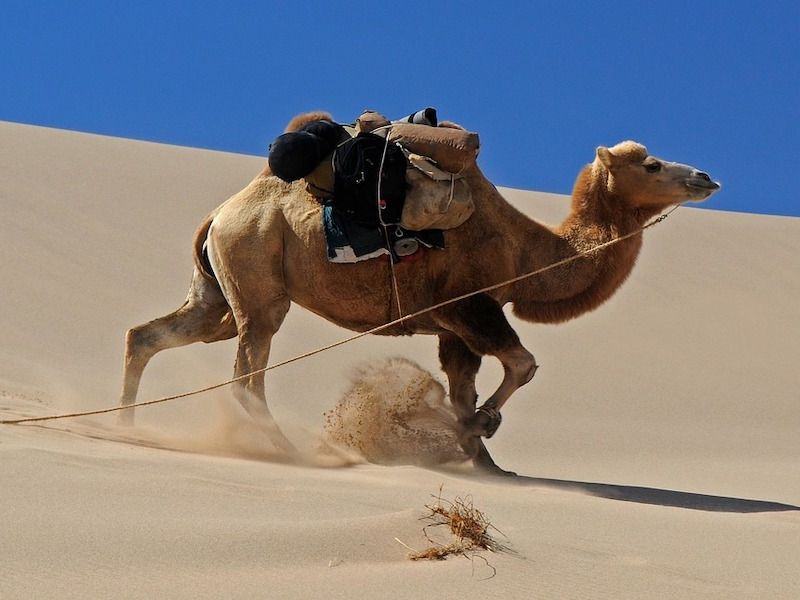 camel-run.jpg