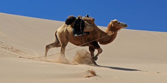 camel-run.jpg