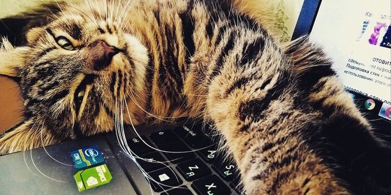 cat-2374290_1280.jpg