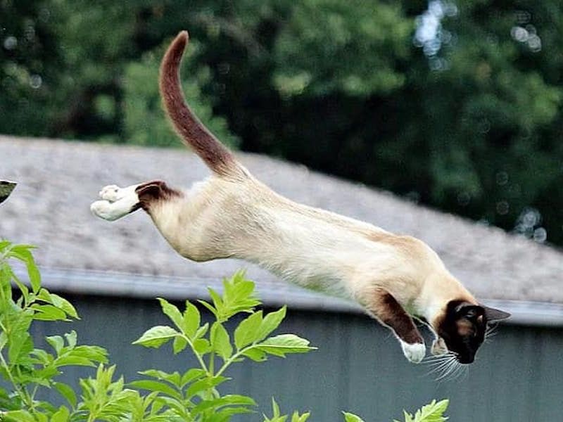 cat-mieze-siam-siamese-siamese-cat-breed-cat-jump.jpg