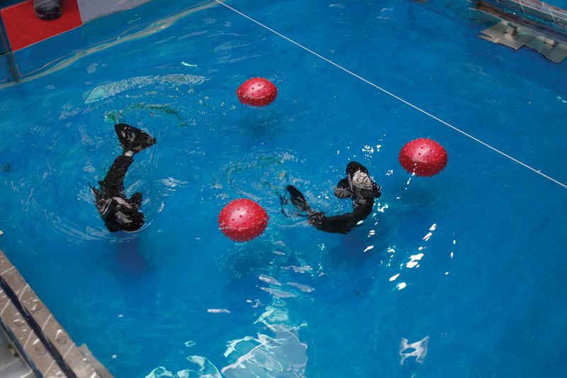 Robot fish playing water polo at the 2013 International Underwater Robot Competition in Ningbo