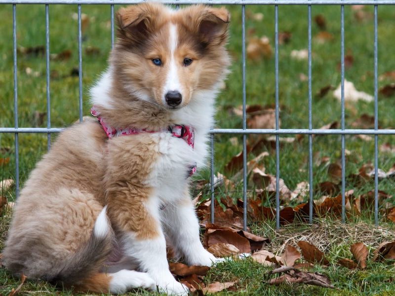 collie-puppy-sitting.jpg