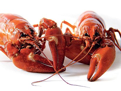crayfish-master.jpg