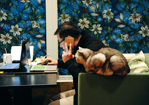 A cat cafe in Beiluogu Alley features over 40 cats of various breeds.“Playing with these fur balls sweeps away negative emotions; many customers stop by after work,” says the owner