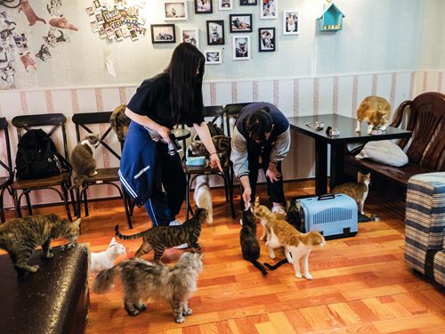 Two customers feed cats in a Shanghai cafe run by “Aunt Xia,” a noted catlover who has helped to find homes for over 1,800 stray cats; all the cats here are strays and open for adoption