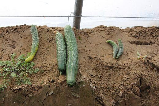 First harvest of cucumbers, mostly of uneven shapes