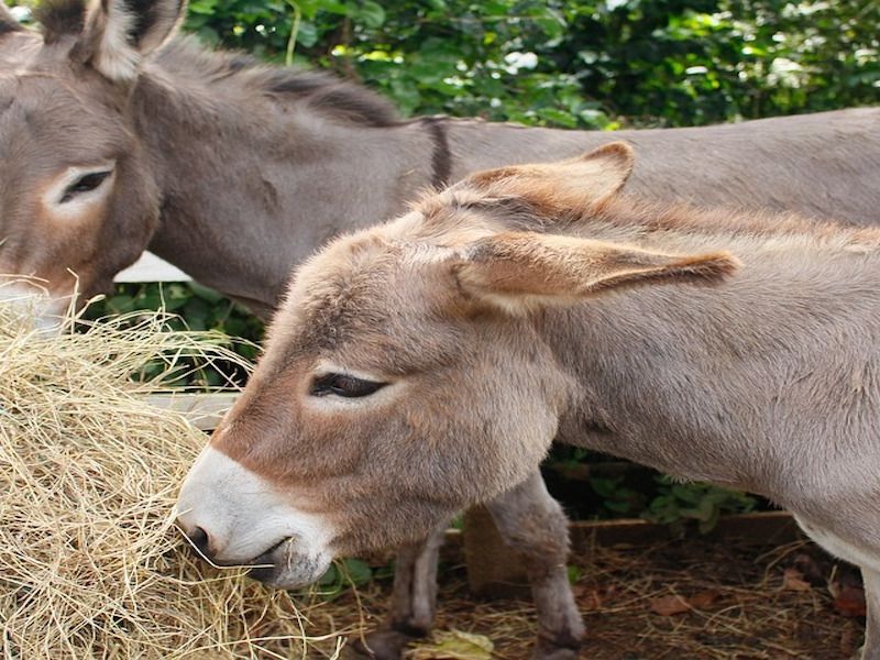 donkey.jpg