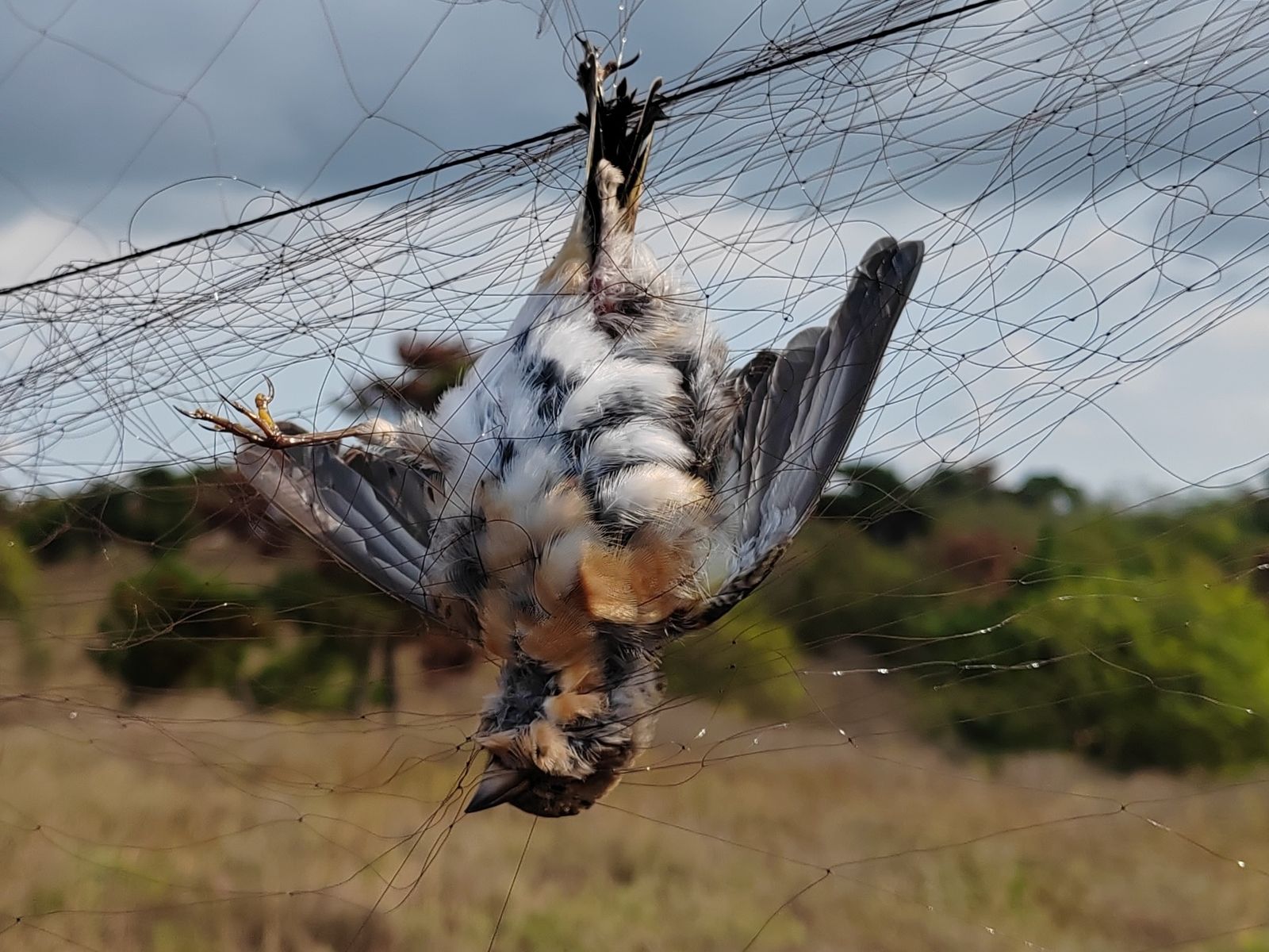 Bird Poacher: A bird stuck in a bird net