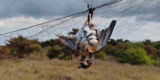 Bird Poacher: A bird stuck in a bird net