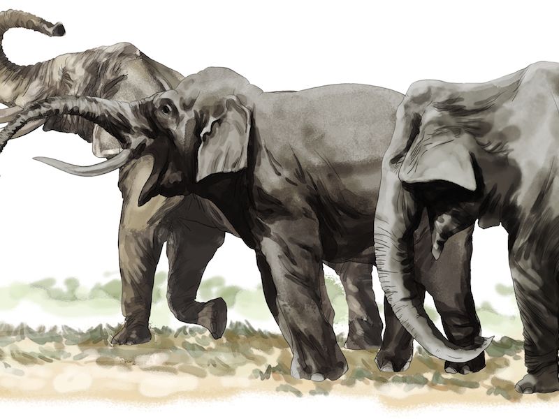 elephants-and-man-MB.png