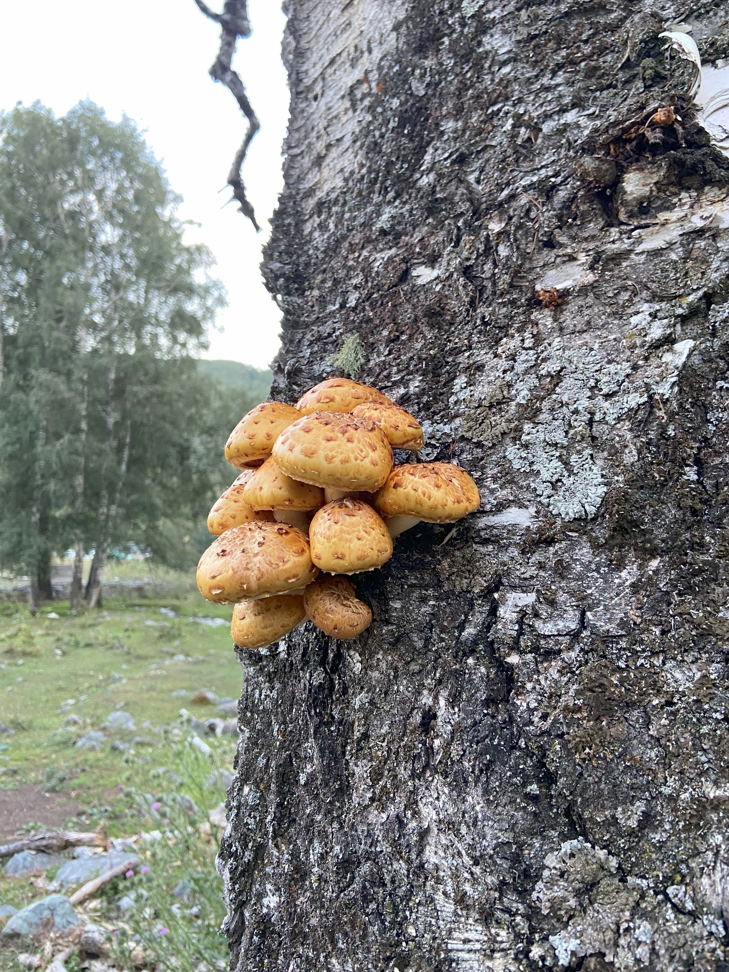 Wild mushrooms growing on trees are a common bounty in Altay’s forests