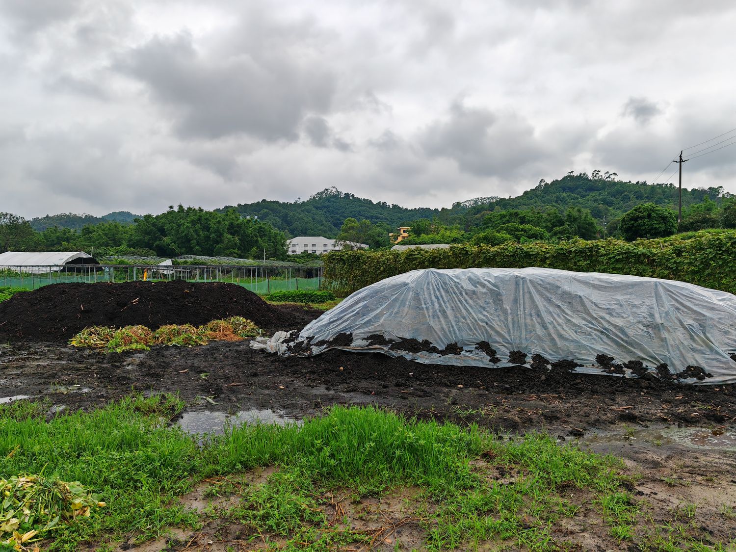 Guo uses compost made from traditional Chinese herbal residue to enrich the soil, lychee harvest Guangdong