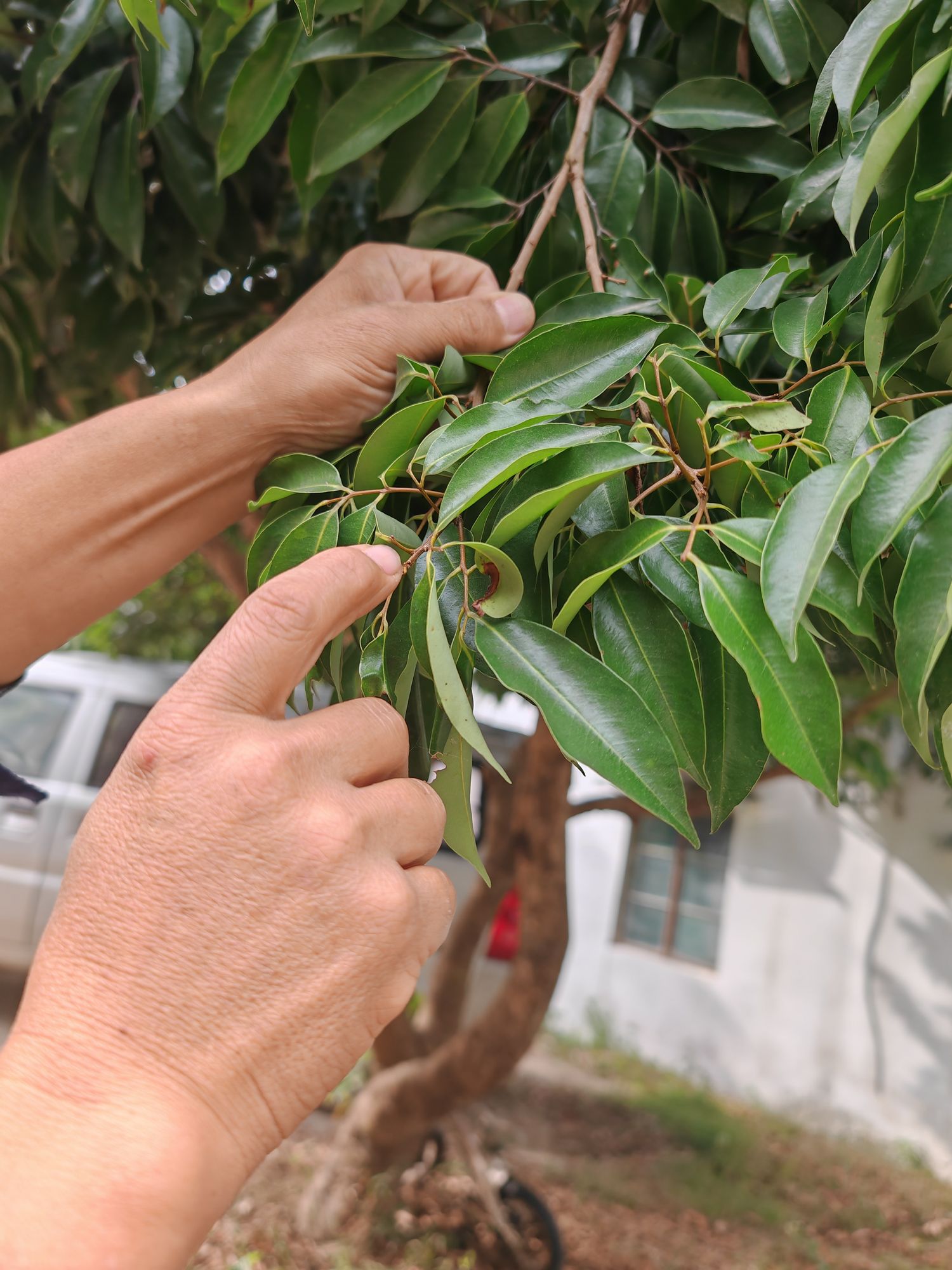 Guo points to the tip of a lychee tree branch, where a new bud will hopefully develop in spring