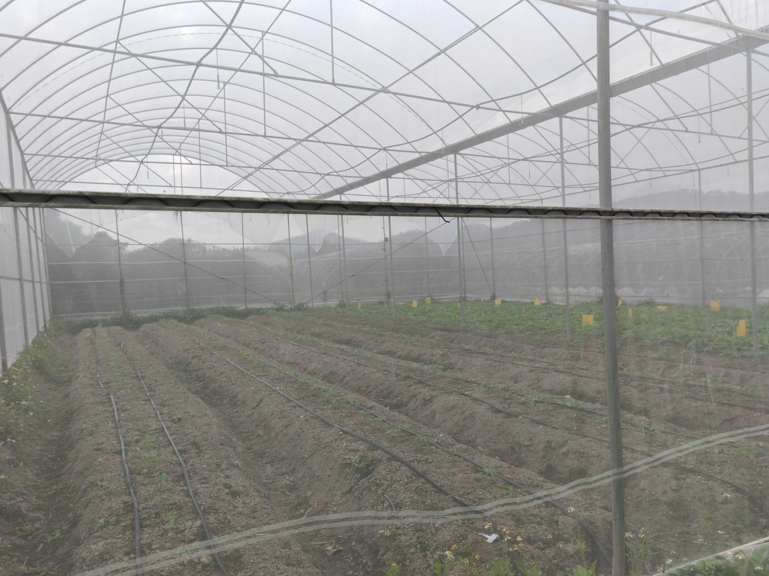 Guo upgraded his greenhouse facilities in 2024 in an attempt to protect his vegetables and fruit from excessive rainfall