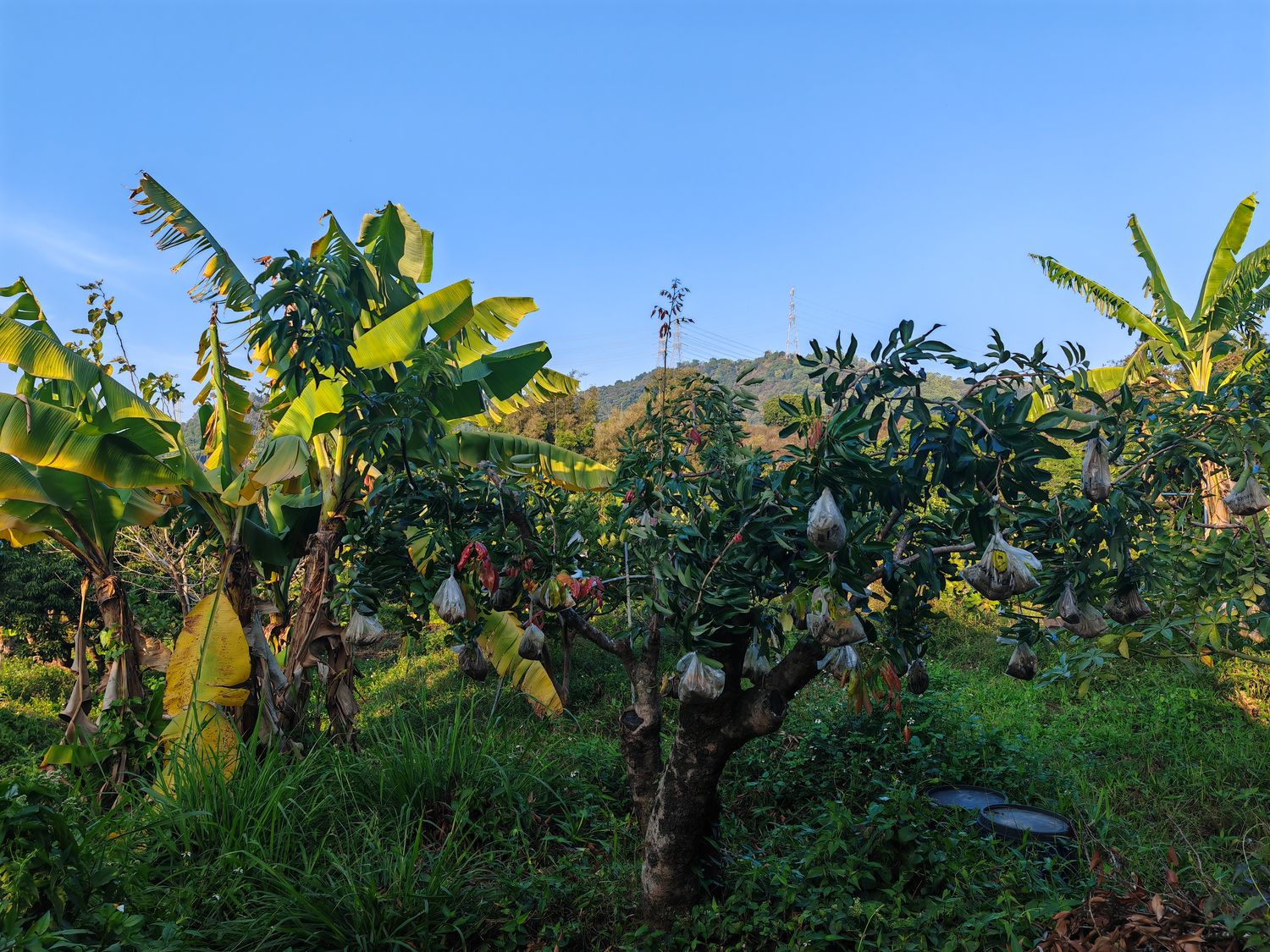 Chinese lychee farmers tie small sandbags twigs of lychee trees to encourage fruit bearing.