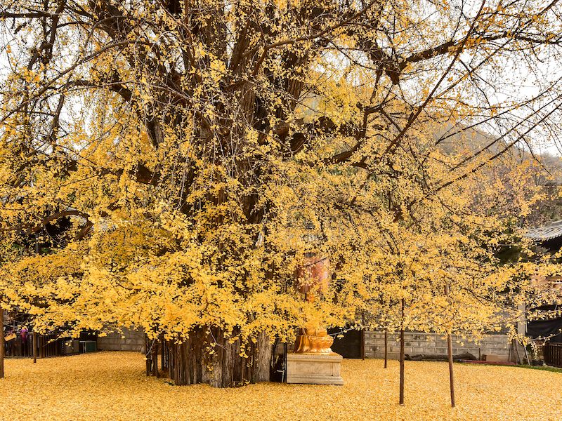golden-ginkgo.jpg