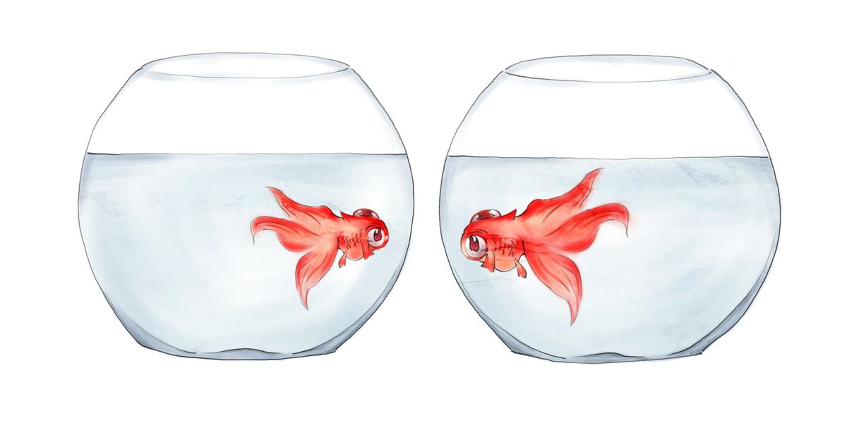 goldfish cover