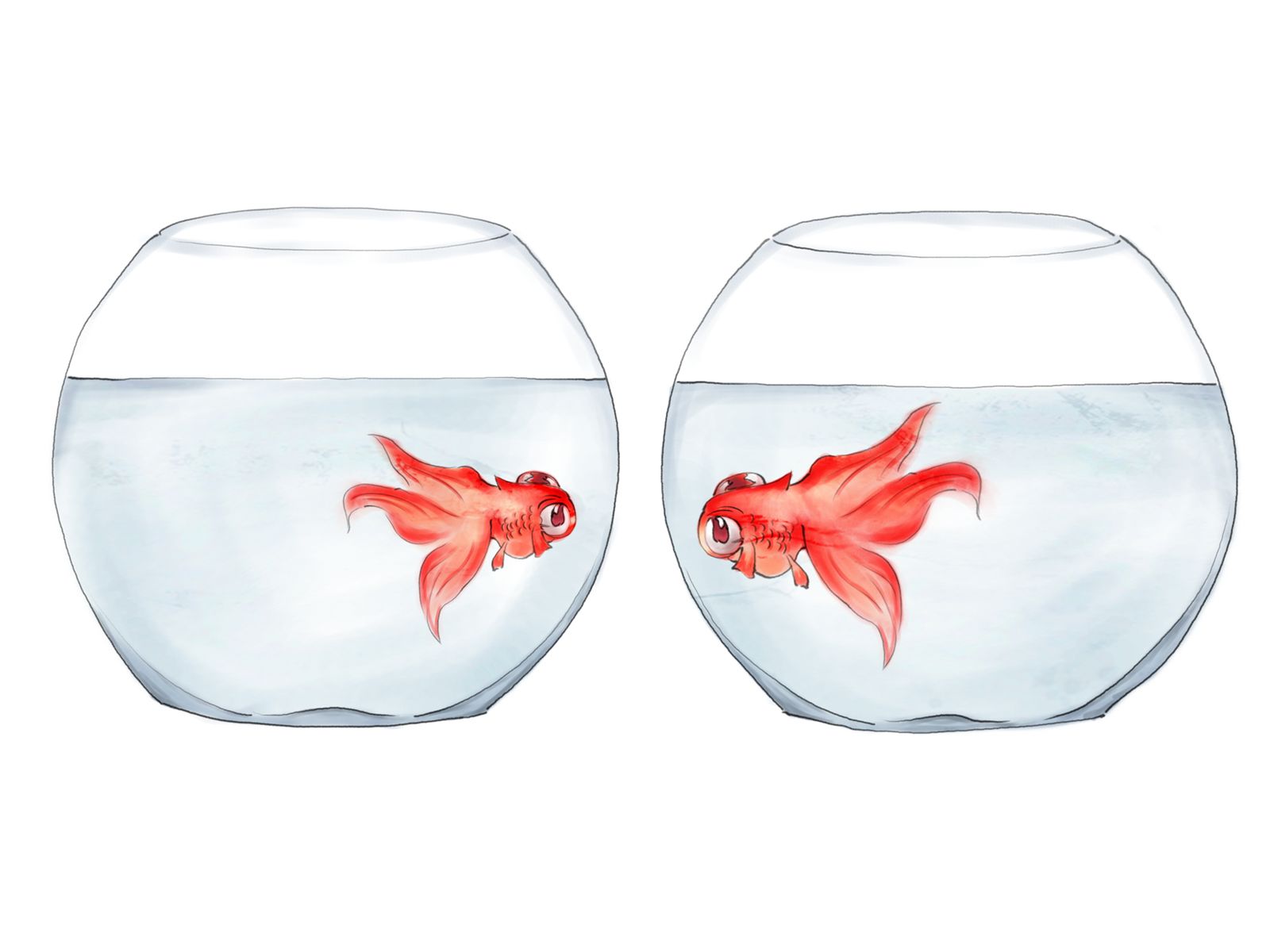 goldfish cover