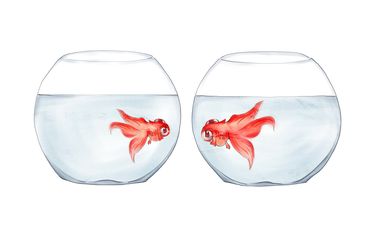 goldfish cover
