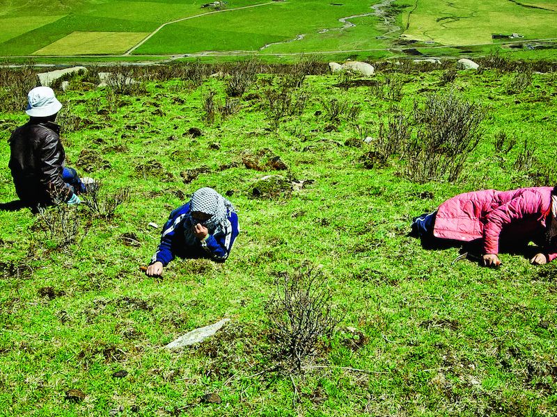 grassland-pains-MB.png