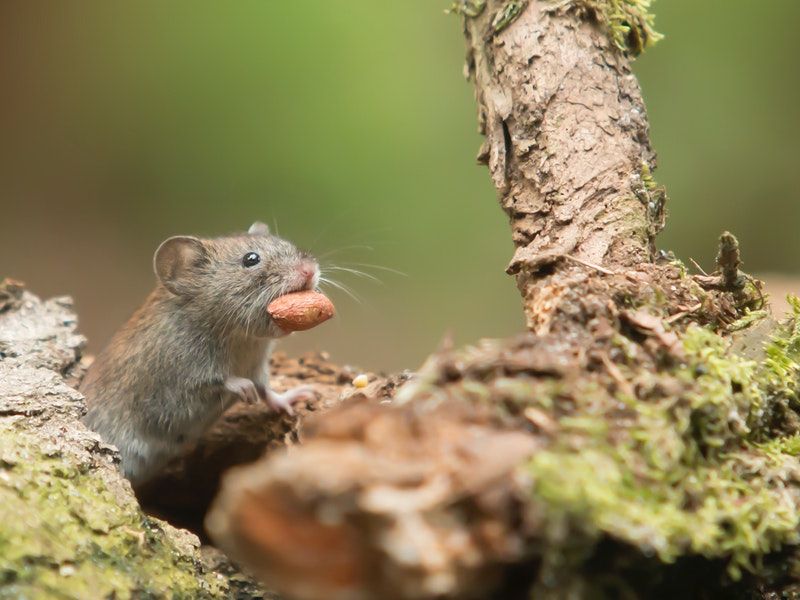 grey-mouse-carrying-food-736524.jpg