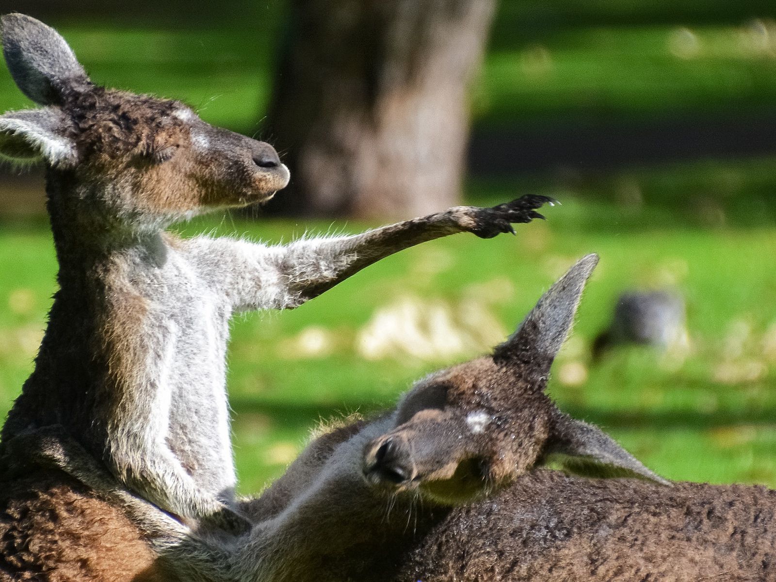 Kangaroos Fighting