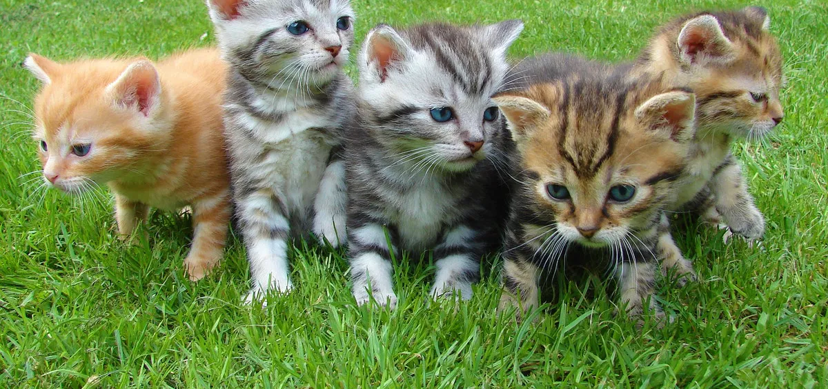 kitten-cat-rush-lucky-cat-45170.jpg