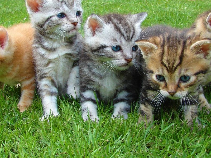 kitten-cat-rush-lucky-cat-45170.jpg