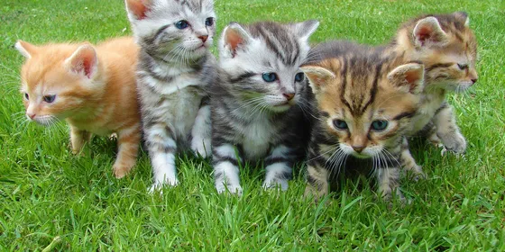 kitten-cat-rush-lucky-cat-45170.jpg