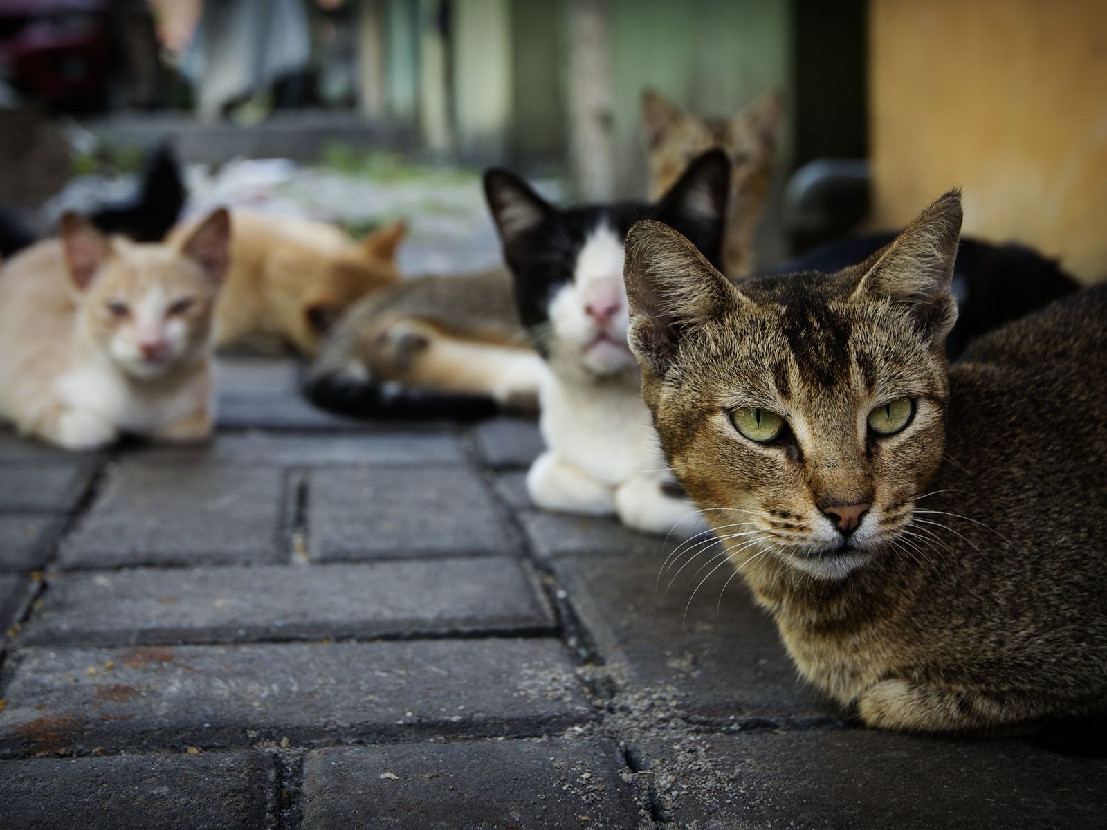 kitty gather .master image.jpg