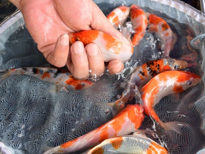 koi fish, thief, hand, viral news in China